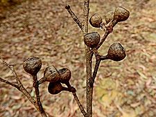 Eucalyptus muelleriana fruit