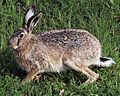 European hare