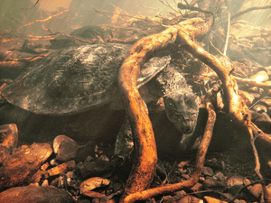 Fitzroy River turtle, Rheodytes leukops.png