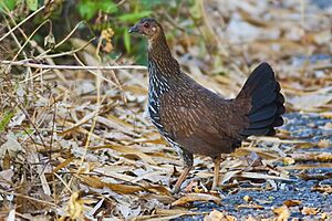 Gallus sonneratii - female (Thattekad).jpg