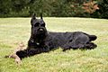 GiantSchnauzer Grass