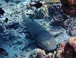 Ginglymostoma cirratum Maldives.JPG