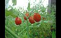 Grape tomatoes on the vine