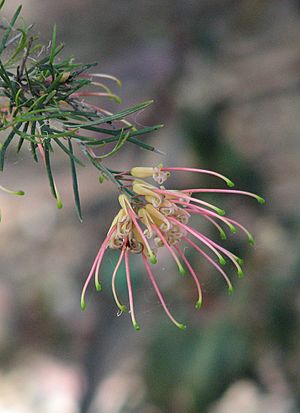 Grevillea x semperflorens