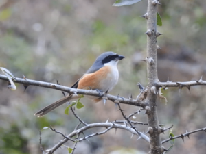 Grey-backed Shrike on branch