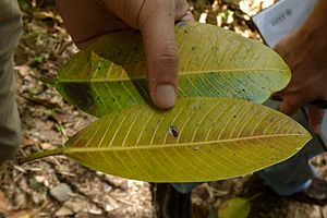 Higuerón (Ficus insipida) (14900448222)