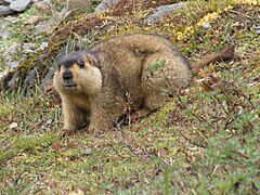 Himalayan Marmot at Tshophu Lake Bhutan 091007 b