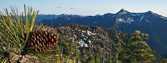 Jeffrey pine Siskiyou Wilderness