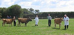 Jersey cattle judging-1