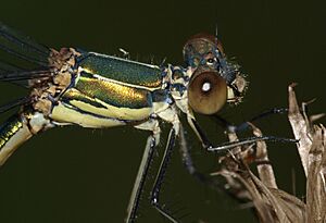 Lestesviridis