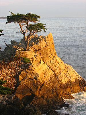 Lone Cypress Sunset