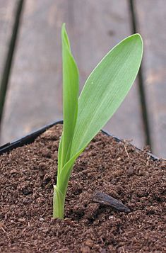 Mais kiemplant eerste blad