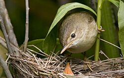 Marsh Warbler pho 0069