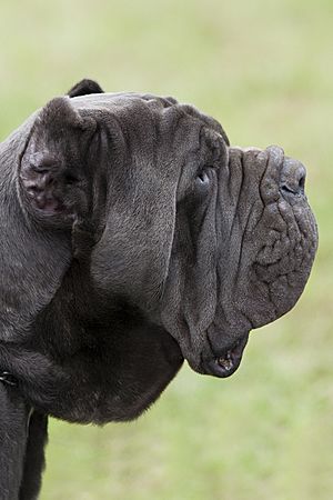 Mastino2