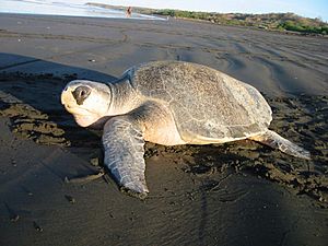 Olive ridley sea turtle