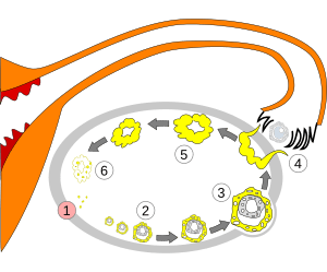 Order of changes in ovary