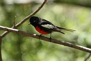 Painted Redstart.jpg