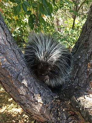 Penelope in a Tree