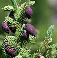 Picea mariana cones Ontario