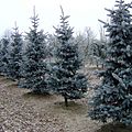 Picea pungens 'Koster' Lappen nursery