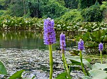 Pickerelweed (Pontederia cordata L.) on Galien River oxbow 2011-08-06