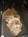 Pinacosaurus mephistocephalus