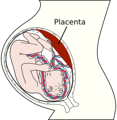 Placenta