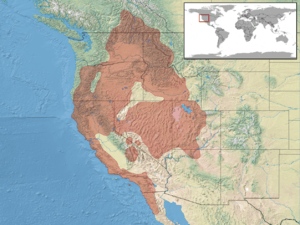 Plestiodon skiltonianus distribution.png