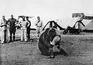 Polish 22 Transport Artillery Company watch as one of their comrades play wrestles with Wojtek their mascot bear during their service in the Middle East.