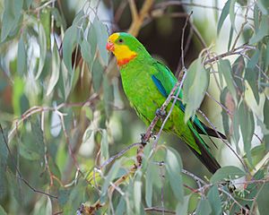 Polytelis swainsonii - Canberra.jpg