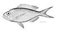 Pristipomoides macrophthalmus.jpg