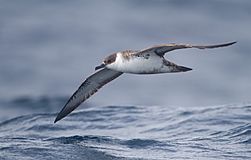 Puffinus gravis - SE Tasmania.jpg