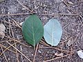 Quercus suber Blatt