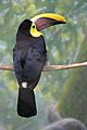 Ramphastos swainsonii -back -Buffalo Zoo-8a