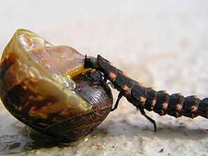 Raupe schnecke