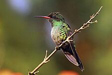 Red-billed streamertail (Trochilus poltmus) juvenile male