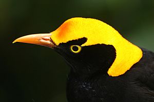 Regent Bowerbird head