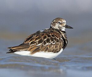 Ruddy Turnstone in the mudflat