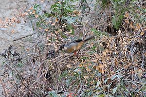 Rusty-bellied Brush-Finch (Atlapetes nationi).jpg