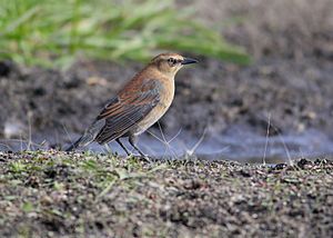 Rusty Blackbird (15268243640)