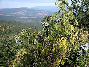 Sambucus caerulea 8012.jpg