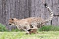 Savanna at the Cincinnati zoo