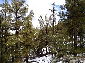 Snow in Tenerife