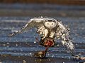 SnowyOwlAmericanBlackDuck