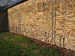 Steinberg Rheingau 4