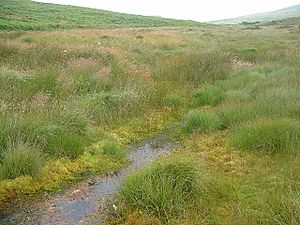 Stream below Garrow Tor - geograph.org.uk - 29683