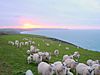 Sunrise over Whitsand Bay - geograph.org.uk - 342935.jpg