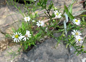 Symphyotrichum pilosum pringlei Tennessee.jpg