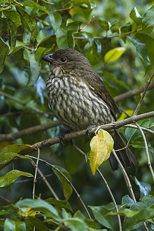 Tooth-billed Catbird - Lake Eacham - Queensland.jpg