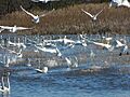 Tundra swans (21523232431)